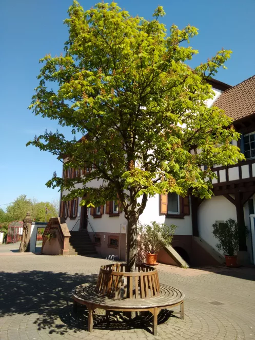 Hof - Dorfgemeindehaus in Steinweiler