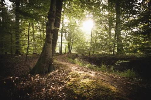 Impression vom Rottenbachweg Rülzheim