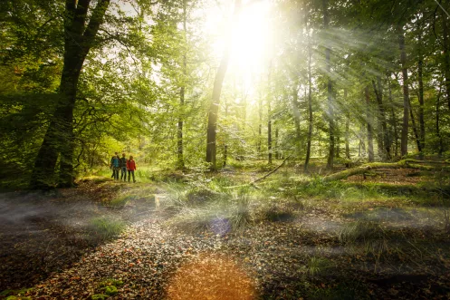 Wanderer auf Westwallwanderweg