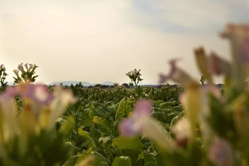 Tabakfeld zur Blüte