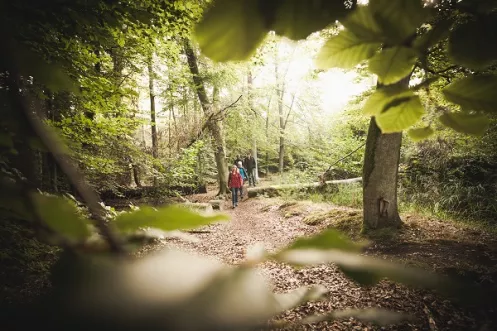 Wandern im Bienwald