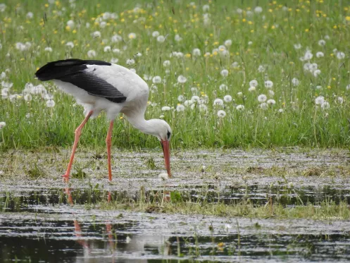 Storch auf bewässerter Wiese