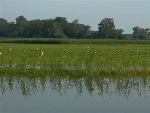 Störche in den Neupotzer Rheinauen