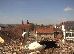 ein Bild von der "Storchencam" Bornheim 