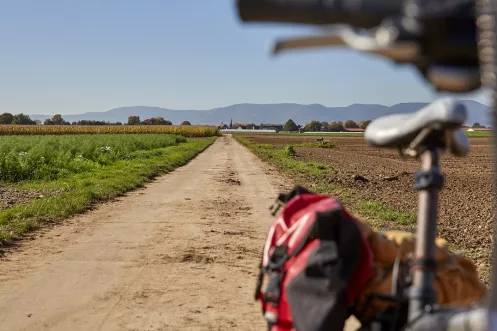 Radweg übers Land in der Südpfalz