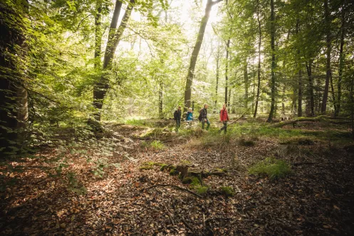 Wandern im Bienwald