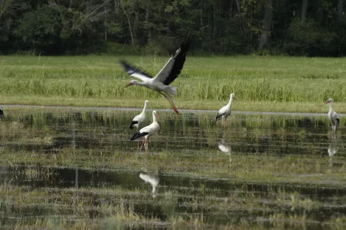 Storch über den Queichwiesen