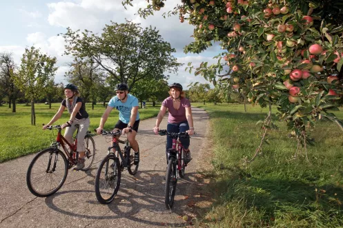 Radler an Streuobstwiese bei Büchelberg