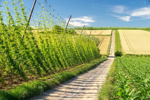 Hopfenfeld am Radweg