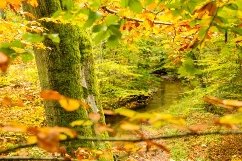 Herbstlicher Wald mit bunten Blättern entlang eines Bachs