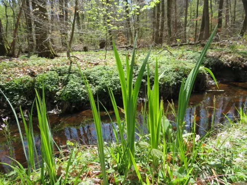 Wasserimpressionen im Bienwald