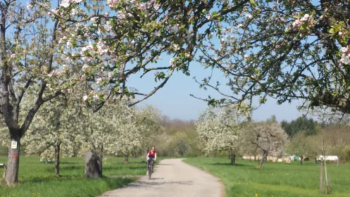 Radeln vorbei an blühenden Apfelbäumen in Büchelberg