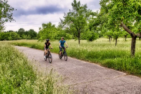 Zwei Radfahrer auf einem Radweg zwischen Streuobstwiesen