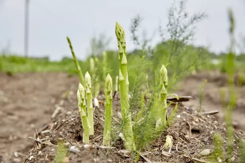 Grüner Spargel im Feld