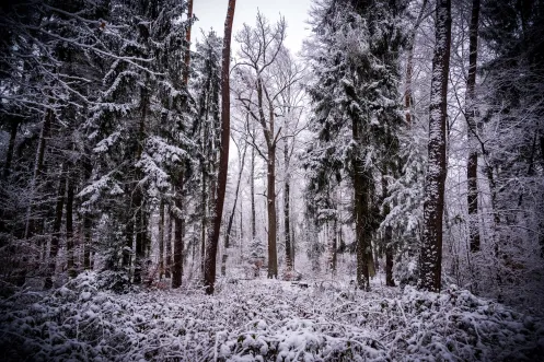 Bienwald im Schneemantel