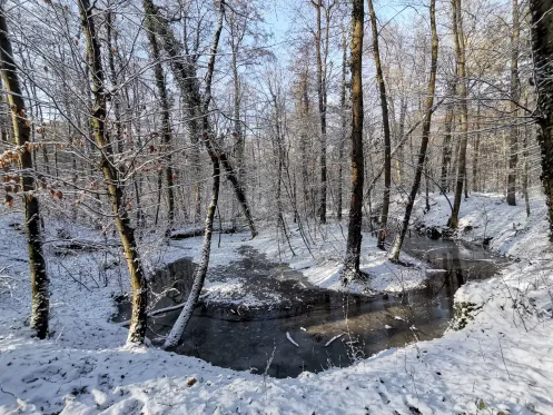 Otterbachbruchweg im Winter