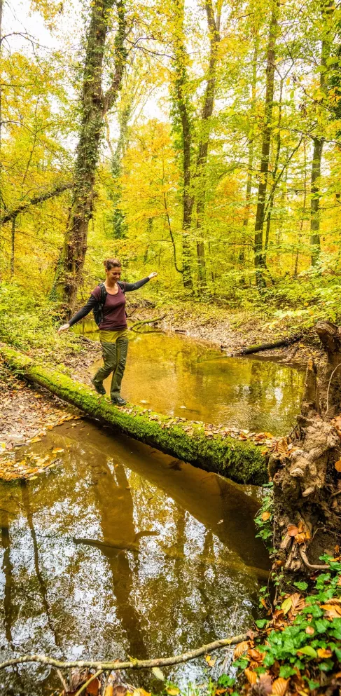 Wanderer balanciert über einen Baumstamm am Otterbachbruchweg