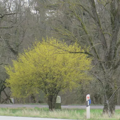 Blühender Baum am Parkplatz Ruheforst Blühender Baum am Parkplatz Ruheforst