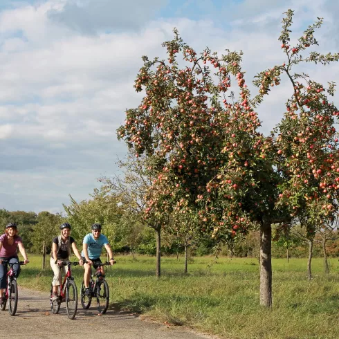 Radfahren im LK Germersheim (© SÜD Tourismus LK Germersheim, Norman P.Krauß)