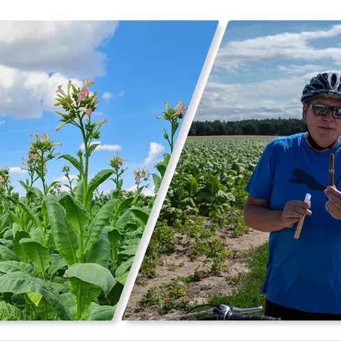 Eine Pflanze mit gelben Blüten vor einem blauen Himmel. Ein Mann in einem blauen Shirt und mit Helm hält ein Werkzeug in der Hand.