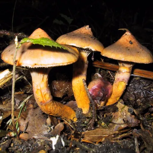 Eine Gruppe von Pilzen mit orangefarbenen Kappen wächst im Wald. Der Boden ist mit Laub und kleinen Zweigen bedeckt.