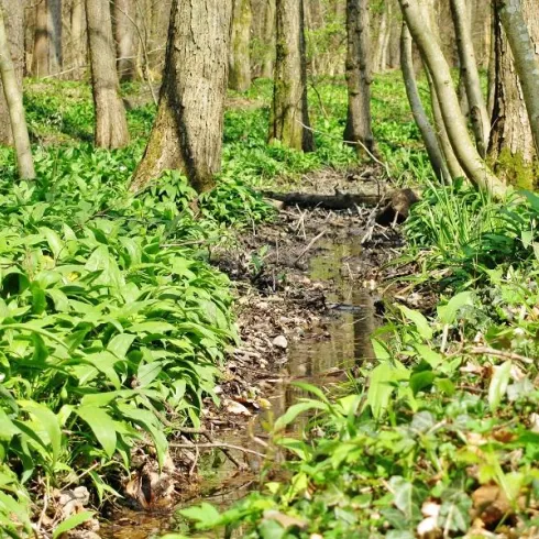 Dem Frühling auf der Spur©Dr._Astrid_Schnakenberg