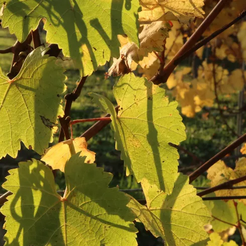 Nahaufnahme Blätter und Trauben im Herbst (© Petra Steinmetz)