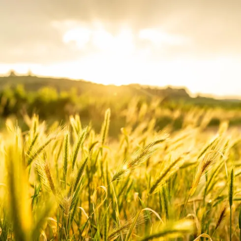 Ein weites Feld mit hohem, goldenen Gras im Sonnenlicht. Im Hintergrund sind sanfte Hügel und ein heller Himmel zu sehen.