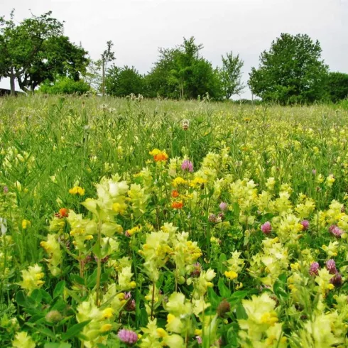 Büchelberger Frühling (© Dr. A. Schnakenberg)