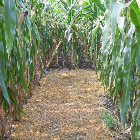 Maislabyrinth Seehof, Steinweiler