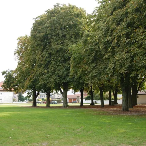 Ein grüner Park mit hohen Bäumen und Grasflächen. Im Hintergrund sind einige Gebäude sichtbar.
