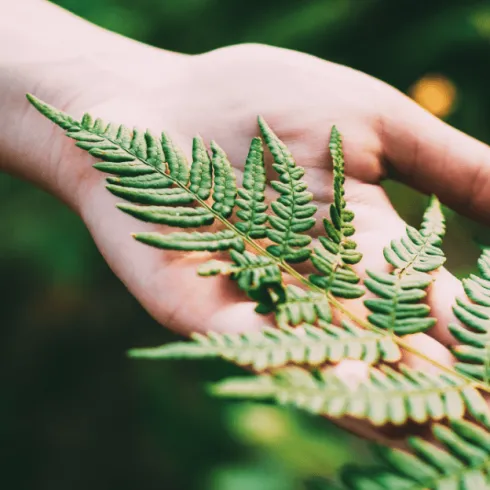 Eine Hand hält einen grünen Farnzweig. Die Blätter sind frisch und lebendig.