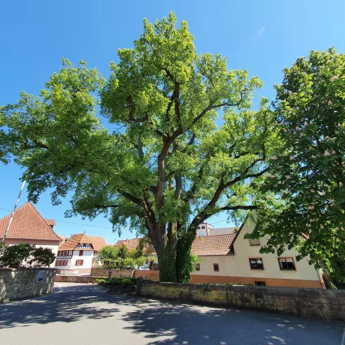 Ortsansicht Minfeld
