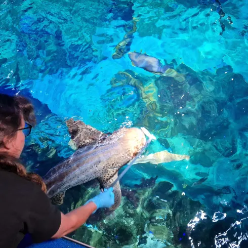 Zebrahai Lissi bei der Fütterung (© SeaLife Speyer)