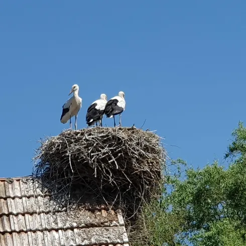 Storchennest auf Dach in Winden