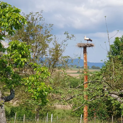 Storchennest Winden mit Blick auf den Pfälzerwald Storchennest Winden mit Blick auf den Pfälzerwald