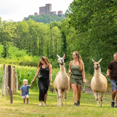 Lamas (© Verein SÜW Annweiler e.V., Fotograf: Dominik Ketz)