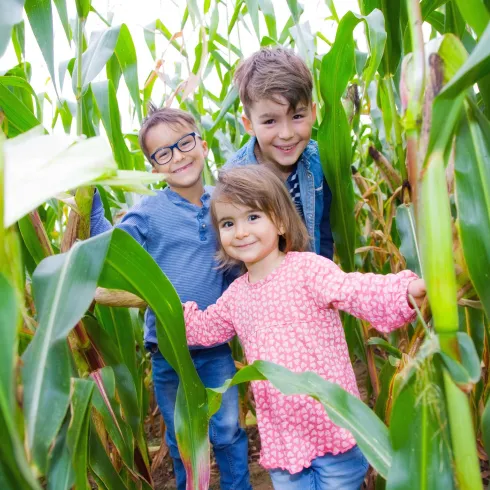 Drei fröhliche Kinder stehen in einem Maisfeld. Sie lächeln und genießen ihren Tag in der Natur.