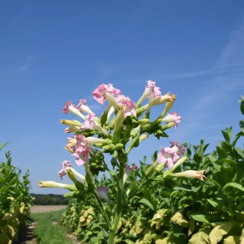 Tabakpflanze_IG_Tabakrundweg