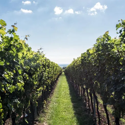 Ein malerischer Weinberg mit reifen Trauben und grünen Reben. Im Hintergrund erstreckt sich der klare Himmel.