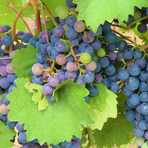 Eine Traubenrebe mit reifen, blauen Trauben und grünen Blättern. Die Trauben sind unterschiedlich gefärbt und zeigen eine Vielzahl von Farben.