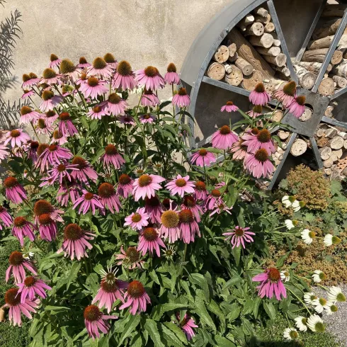 Ein blühender Garten mit pinken Echinacea-Blumen. Im Hintergrund sind Holzstämme in einem alten Wagenrad angeordnet.