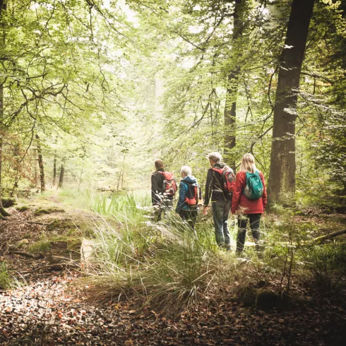Wandern im Bienwald