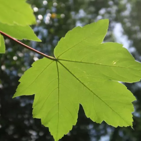 Blätter im Wald