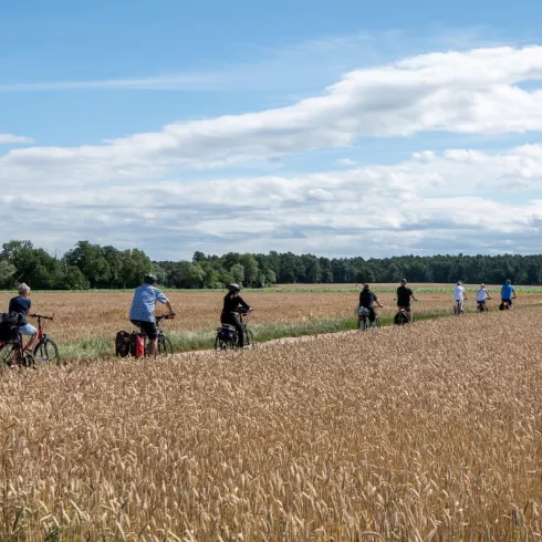 Radler fahren in einer Gruppe durch durch Kornfelder