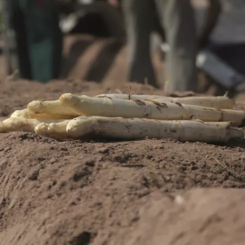 frisch gestochener Spargel auf dem Acker