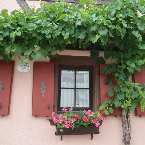 ein idyllisches Haus mit Reben