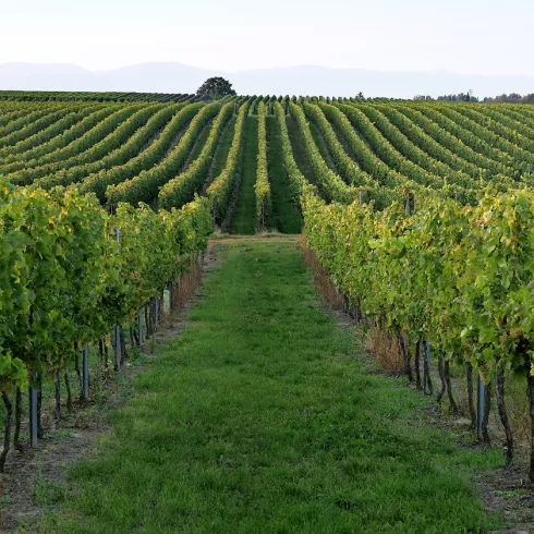 Weinbergansicht in der Südpfalz