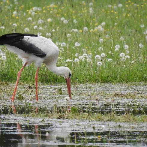 Storch in den bewässerten Wiesen bei Bellheim.