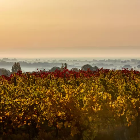 Weinrebenimpression im Herbst